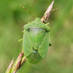 Nezara viridula