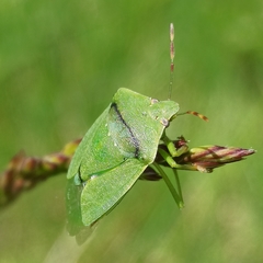 Nezara viridula