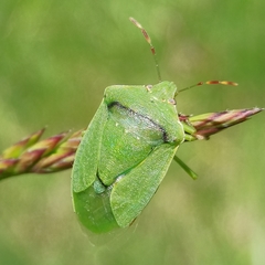 Nezara viridula