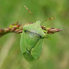 Nezara viridula