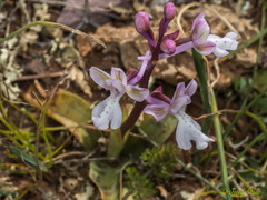 Orchis sitiaca