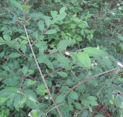 Forestiera ligustrina