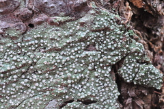 Pertusaria subambigens