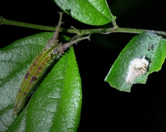 Hestina assimilis