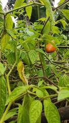 Capsicum pubescens