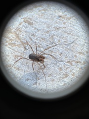 Protolophus singularis