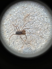 Protolophus singularis