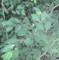 Forestiera ligustrina