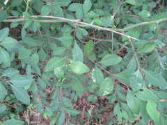 Forestiera ligustrina