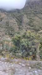 Siphocampylus tupaeformis