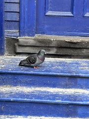 Columba livia domestica