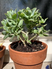 Crassula arborescens undulatifolia