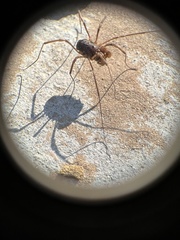 Protolophus singularis