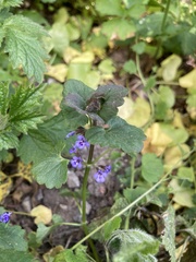 Glechoma hederacea