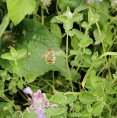 Anthophora plumipes