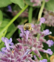 Anthophora plumipes