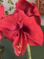 Hippeastrum vittatum