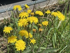 Crepis biennis
