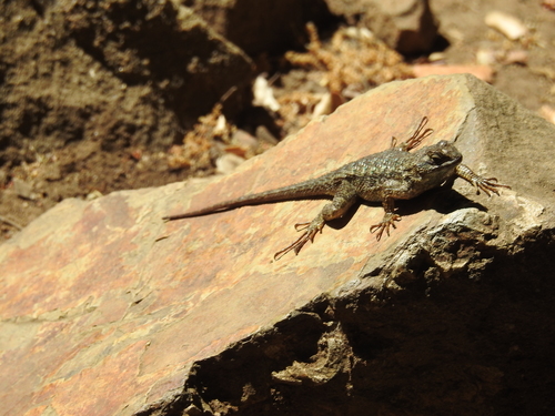 iNaturalist observation photo of Western Fence Lizard