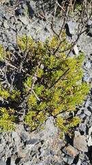 Baccharis linearifolia