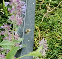 Anthophora plumipes