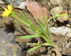 Calendula tripterocarpa