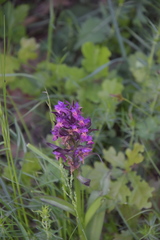 Dactylorhiza sambucina