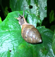 Satsuma sphaeroconus