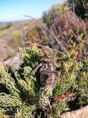 Hetrodes pupus