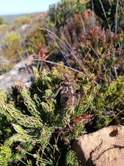 Hetrodes pupus
