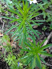 Galium tunetanum