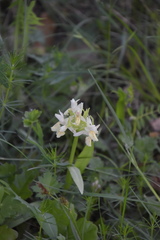Dactylorhiza sambucina
