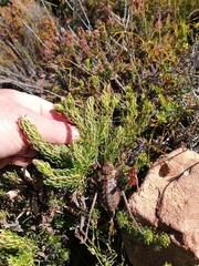 Hetrodes pupus