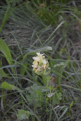 Dactylorhiza sambucina