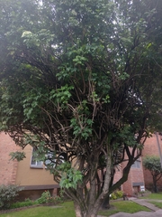 Sambucus nigra
