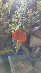 Caiophora chuquitensis