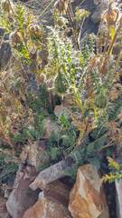 Caiophora chuquitensis