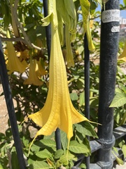 Brugmansia