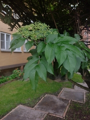 Sambucus nigra