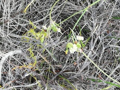 Centella macrocarpa