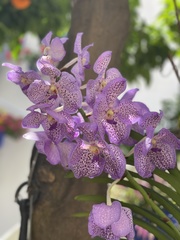 Vanda coerulea