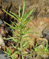 Ifloga spicata