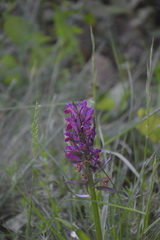 Dactylorhiza sambucina