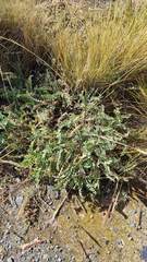 Astragalus arequipensis