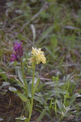 Dactylorhiza sambucina