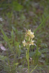Dactylorhiza sambucina