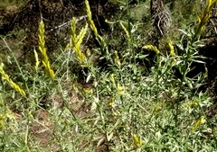Genista tricuspidata