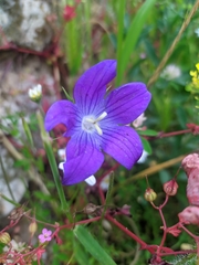 Campanula patula