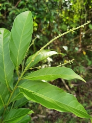 Citharexylum costaricense