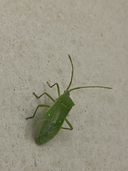 Homoeocerus lacertosus